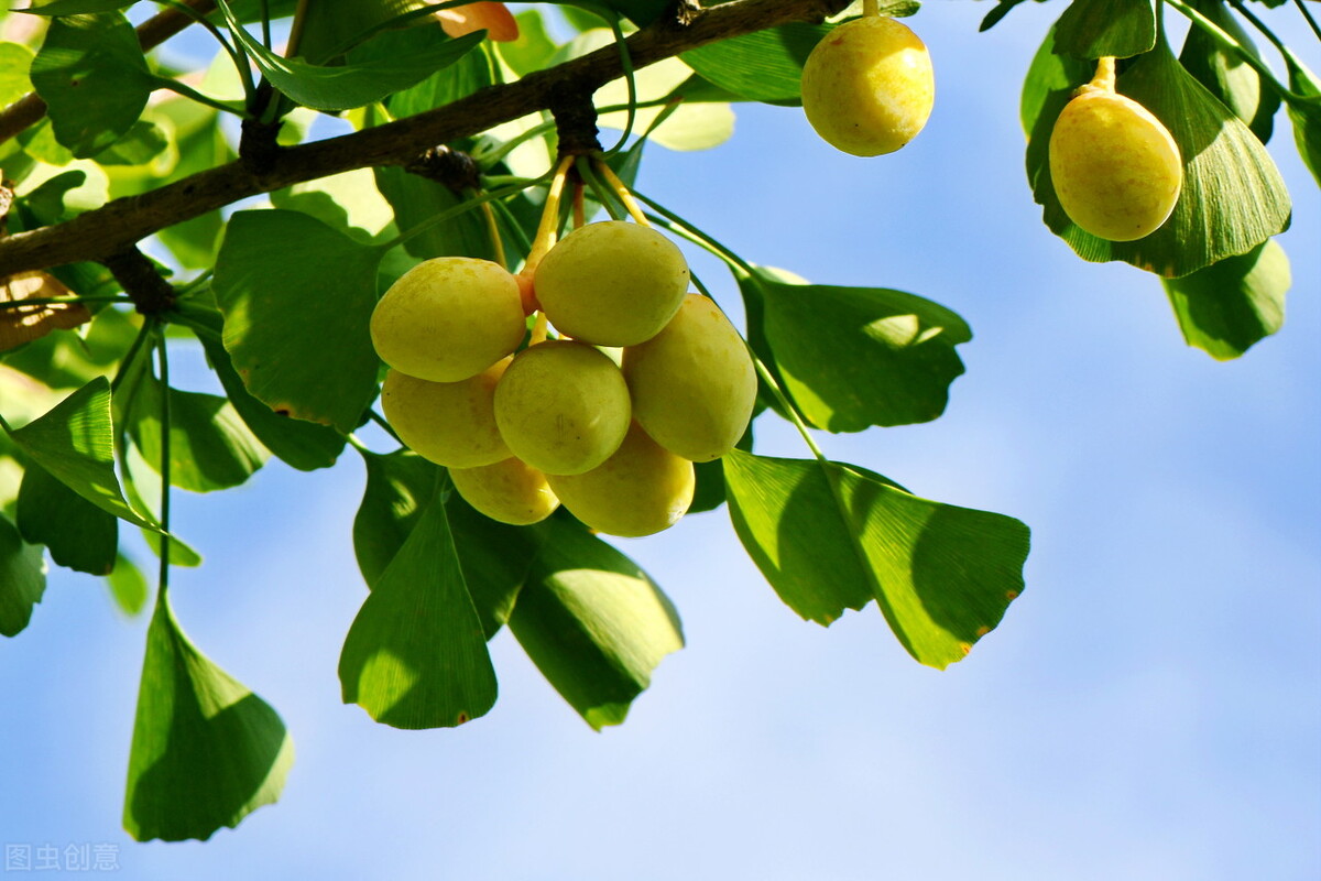 银杏为什么是最孤独的植物,最孤独的银杏