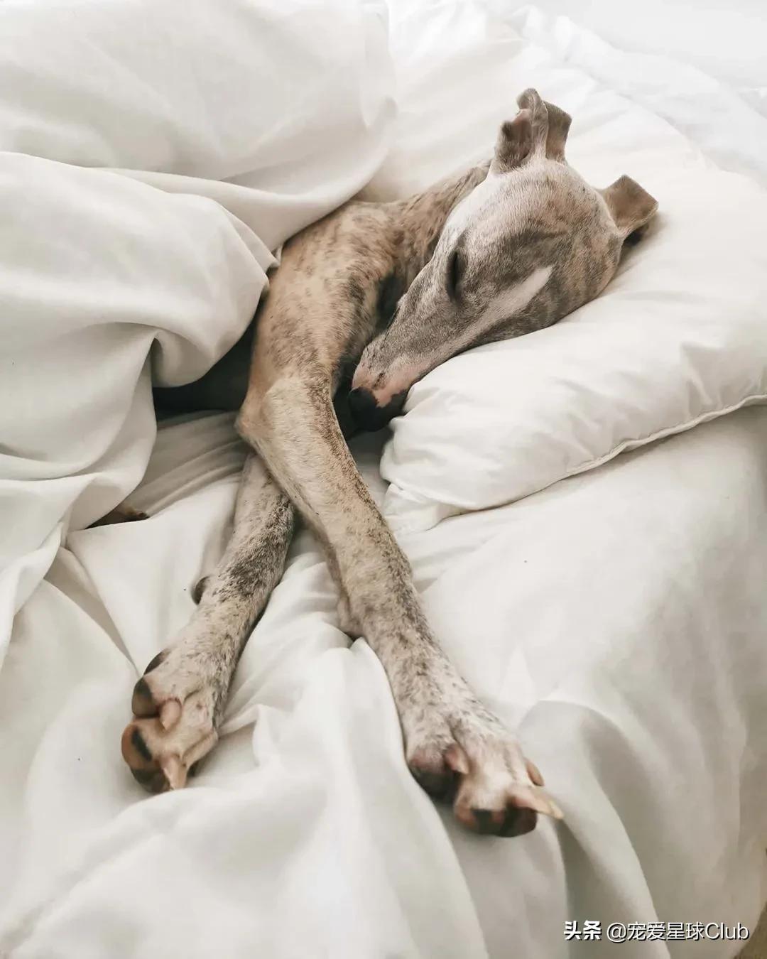 惠比特犬夜猎兔视频最新,惠比特犬猎兔视频国外