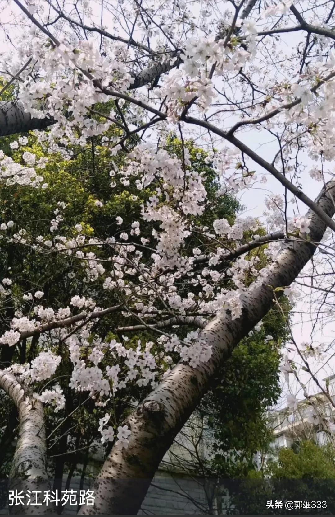 能否让行道树与路名相匹配？