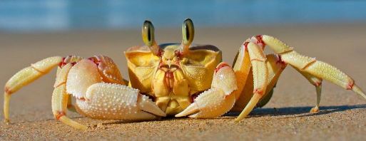 卖螃蟹怎么存放活得更久,死螃蟹怎么保存才新鲜能保存多久