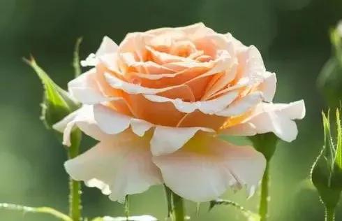 蓝颜知己小说完整版,蓝颜知己到底有多蓝