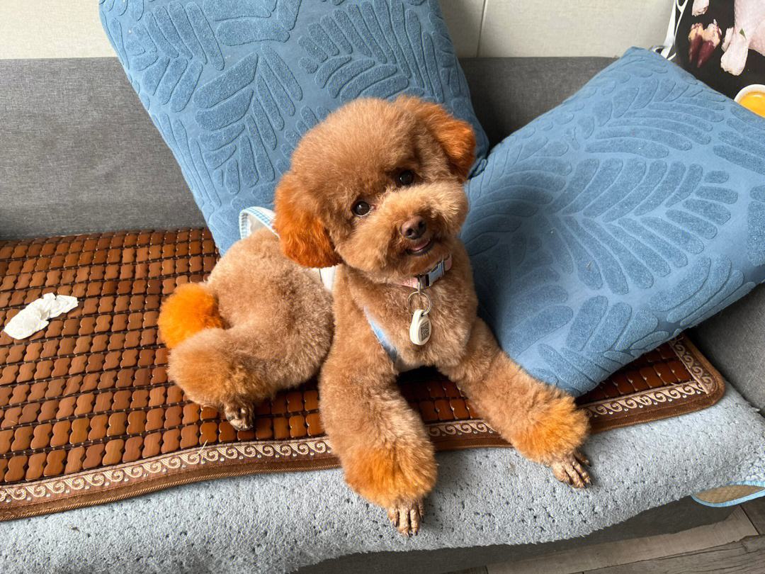 1岁泰迪的饲养方法是什么,一岁泰迪狗怎么养新手必看科普