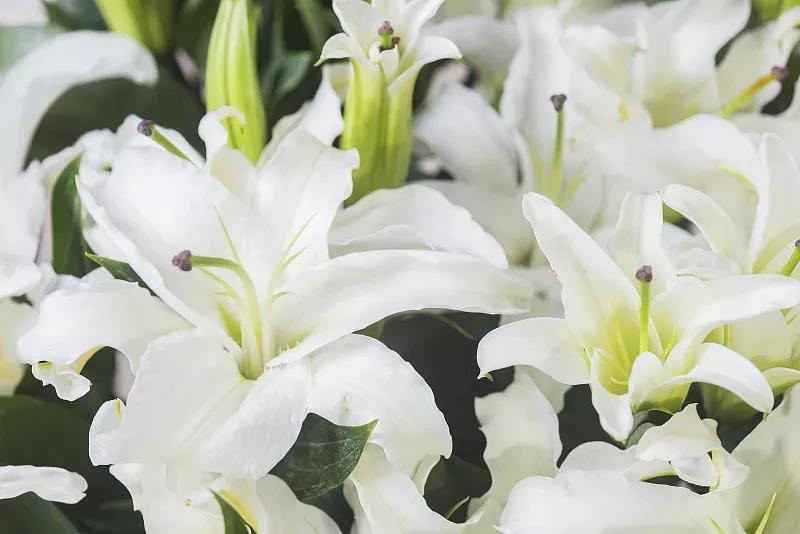 几种常见的花语,常见鲜花习性和花语