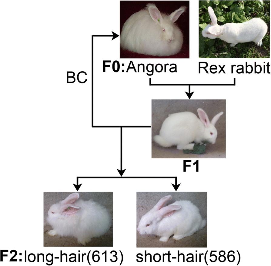 短毛兔和长毛兔小时候的区别,短毛和长毛的区别图片