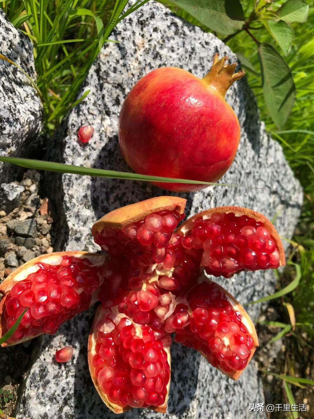 突尼斯软籽石榴和河阴石榴的区别,正宗原产地突尼斯第一名软籽石榴