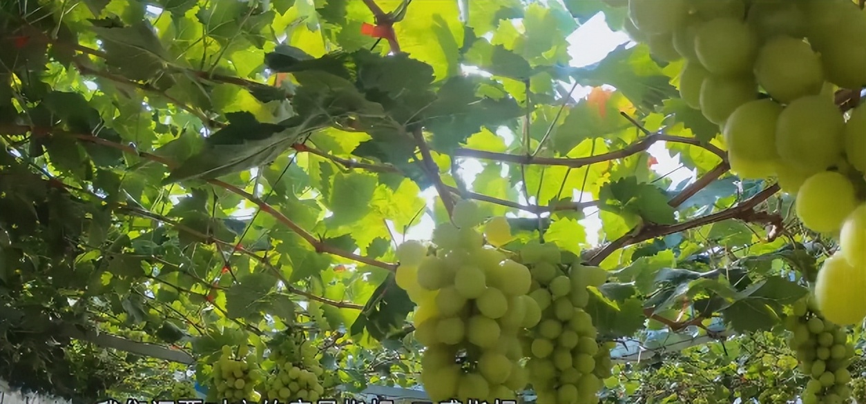 济南10月采摘最好的地方,金秋时节走进果园看到累累的果实