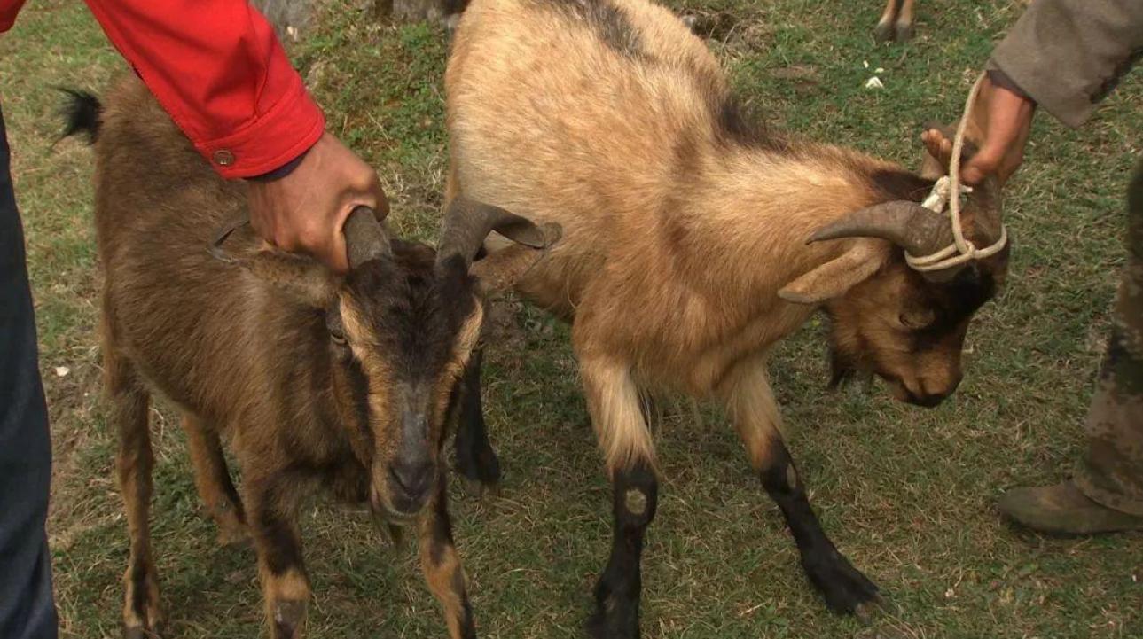 云南出现黑色怪羊,云南惊现怪羊