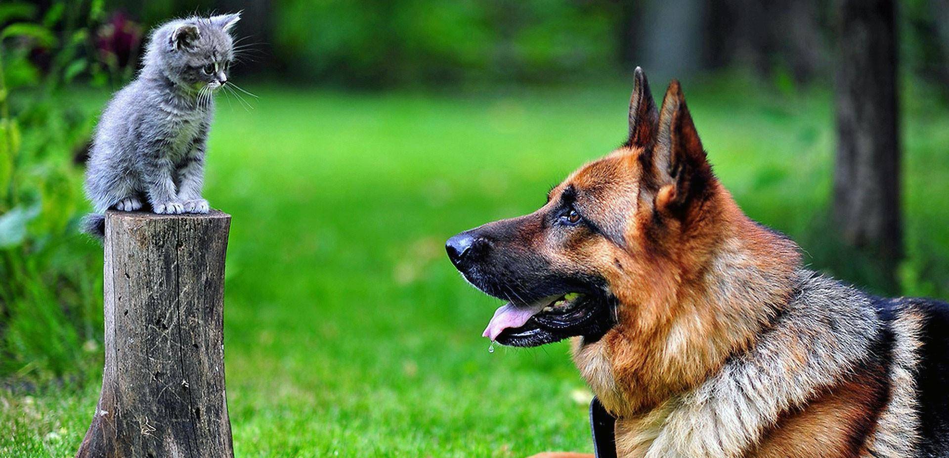 如何养好一只德牧,养德牧最省钱的方法