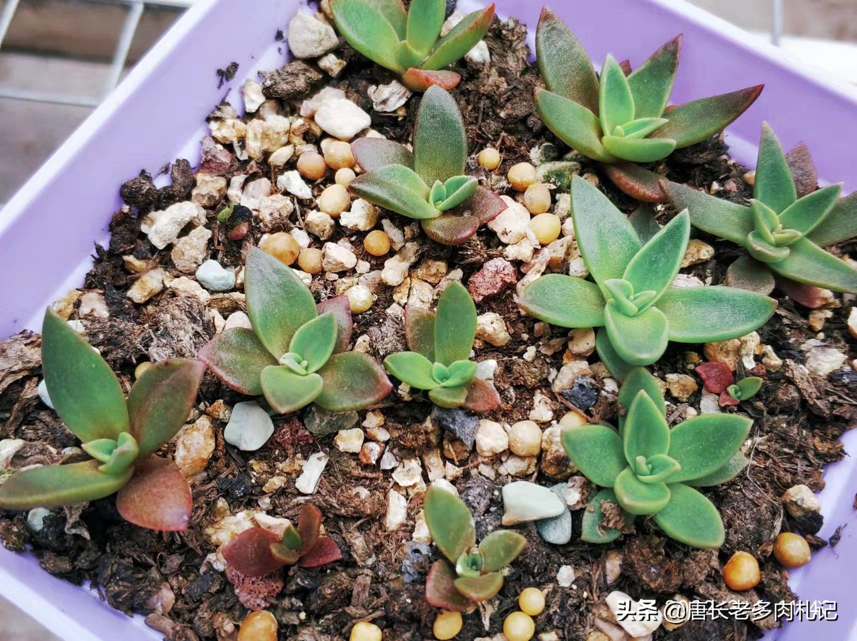 多肉小苗如何快速养大,怎么把多肉小苗养得粗壮