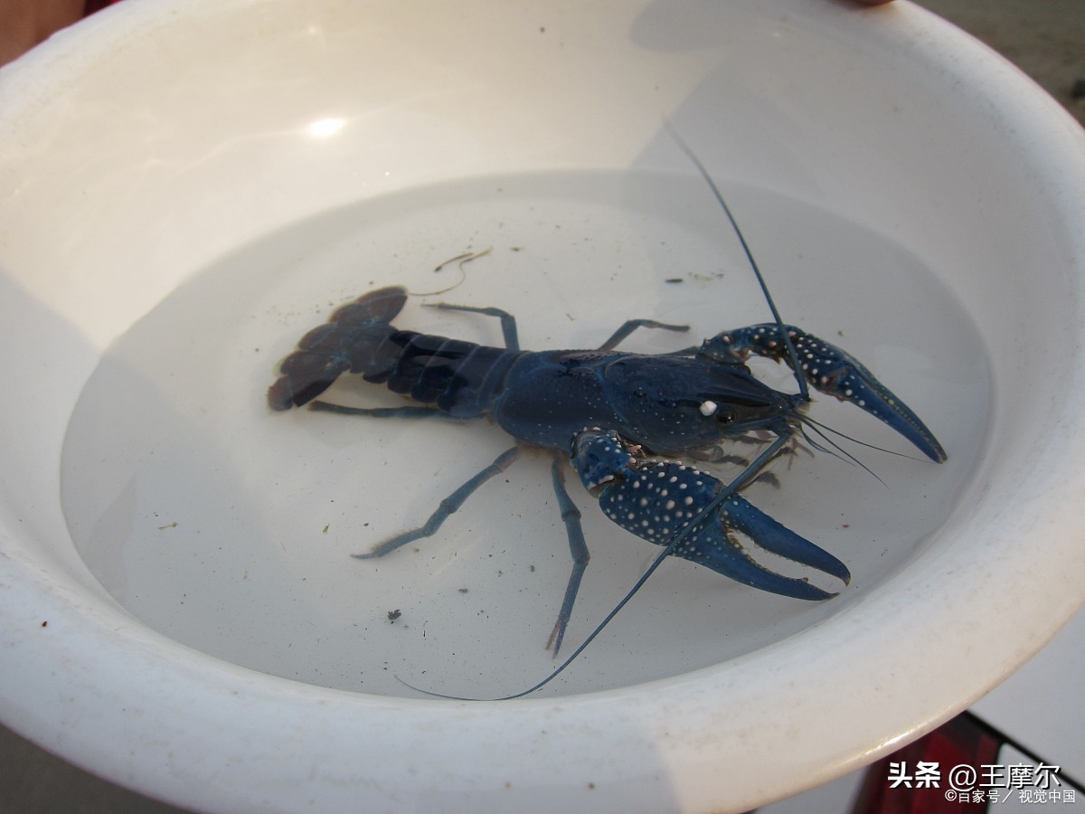 重金属污染水体怎么治理,土壤重金属污染治理有新招