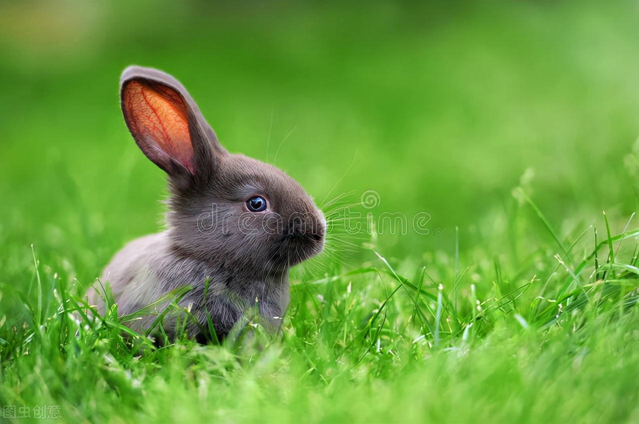 兔子皮肤长癣会传染人吗,兔子皮肤长癣抹什么药膏