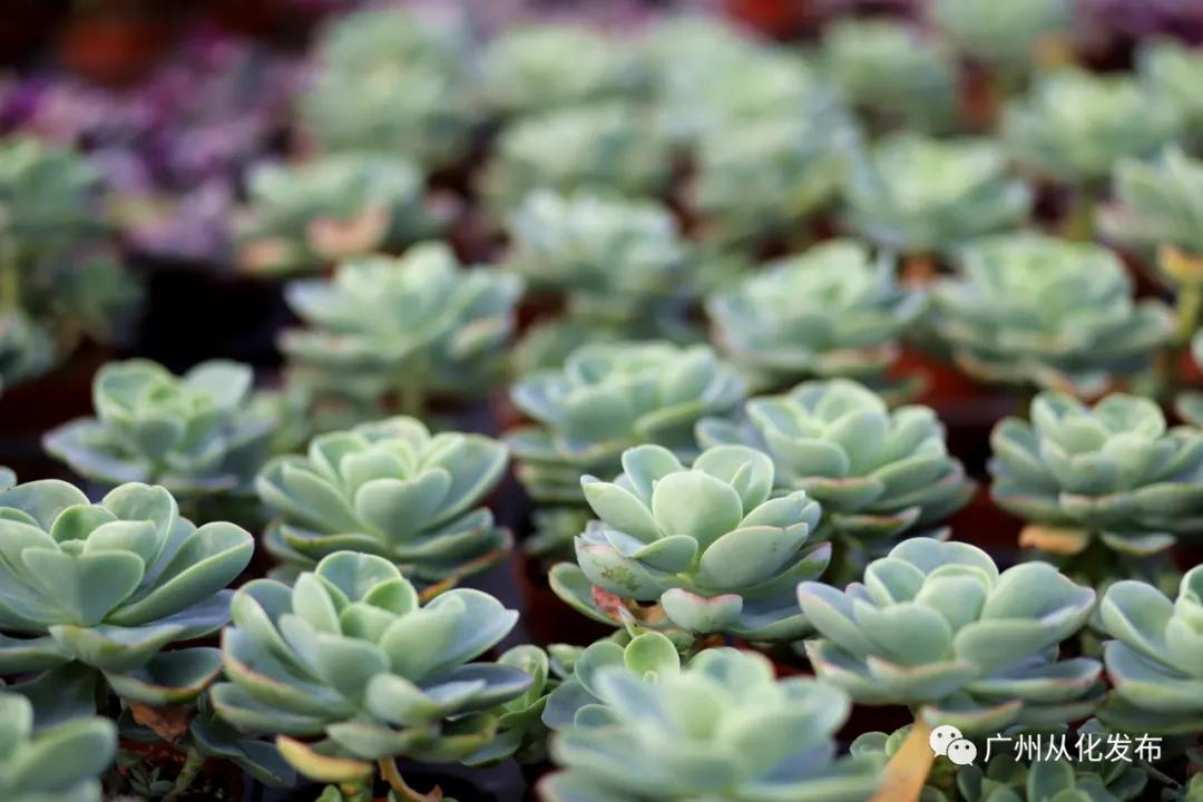 带你走进广州从化这家春节花卉超市~