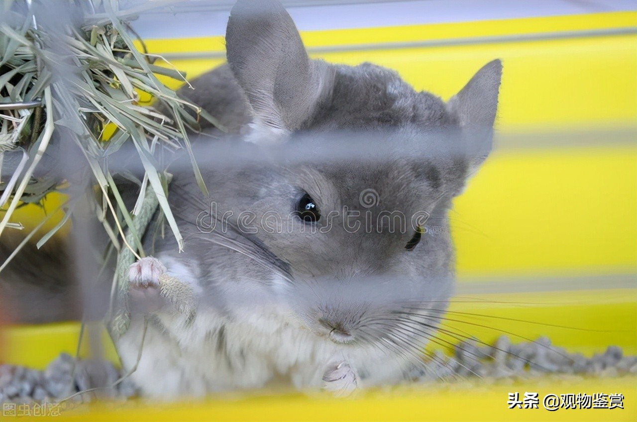 仓鼠怎样才能不咬笼子,怎样能让仓鼠不咬笼子