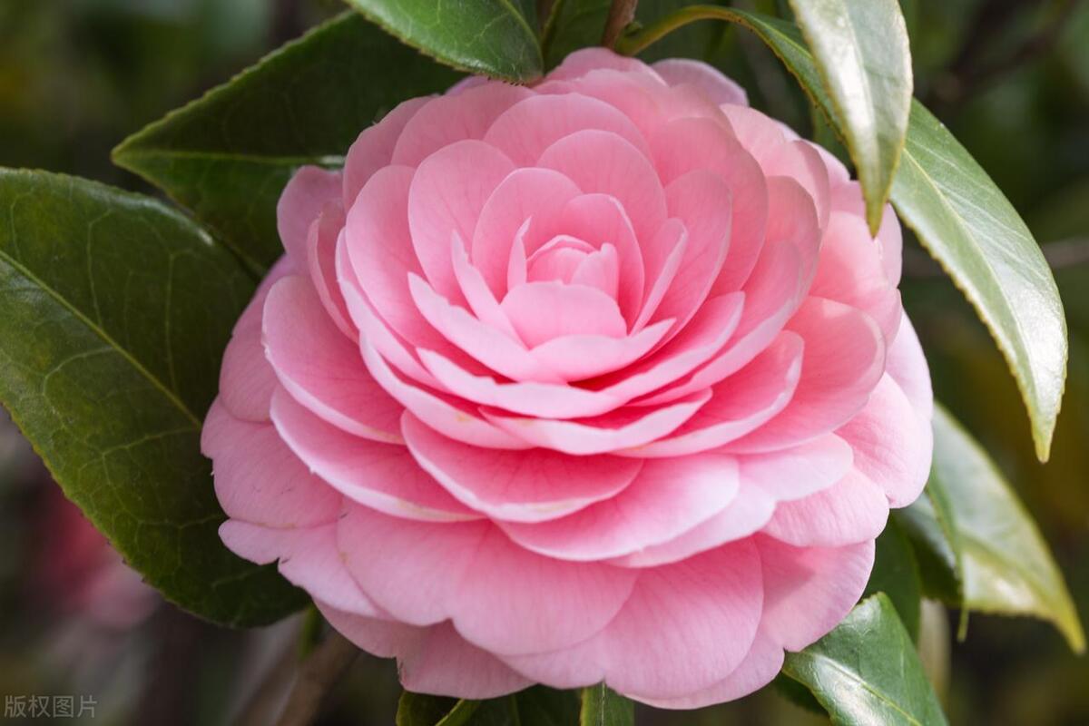 山茶花什么时候开花具体时间,山茶花怎么养才能开花又大又多