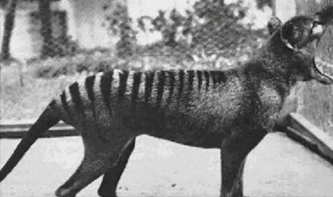 澳大利亚遭野兔入侵,野兔入侵澳大利亚事件启示