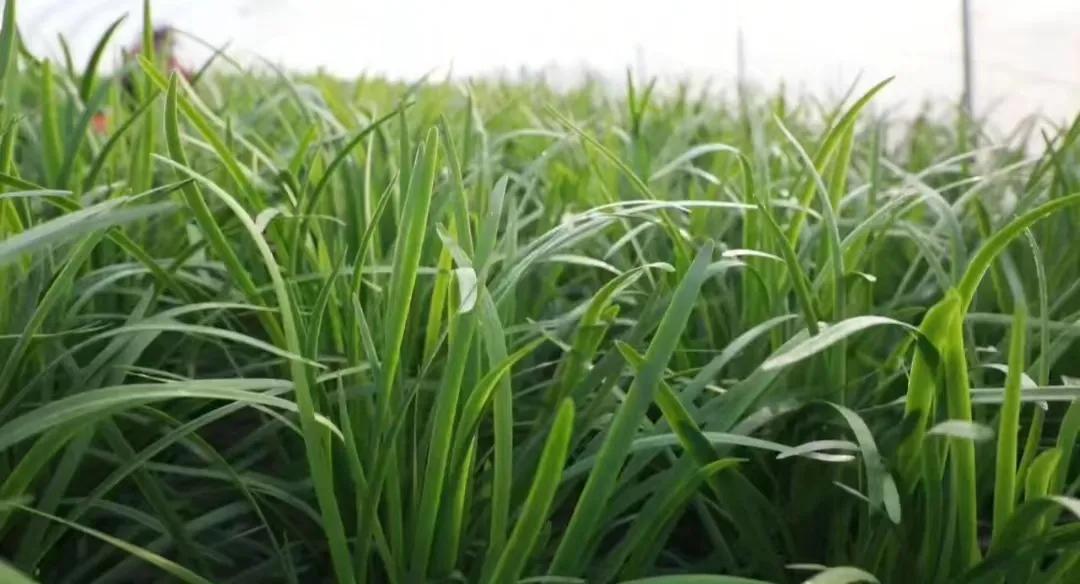 回农村种韭菜创业,90后夫妻返乡种地创业完整版