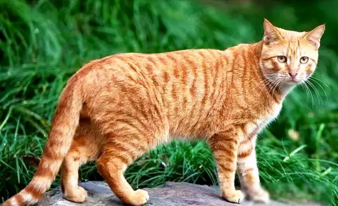 为什么中华田园猫很受人喜爱,养中华田园猫费钱吗