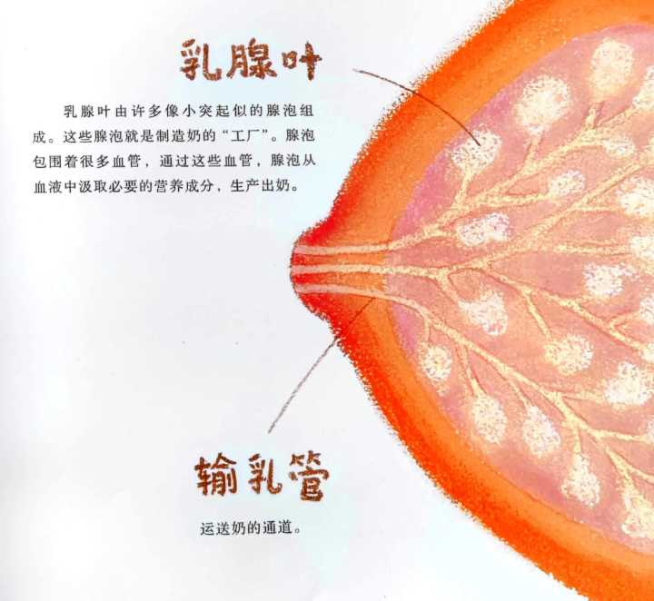 女人胸部的乳汁成分是血吗,乳房的大小与乳汁的多少有关吗