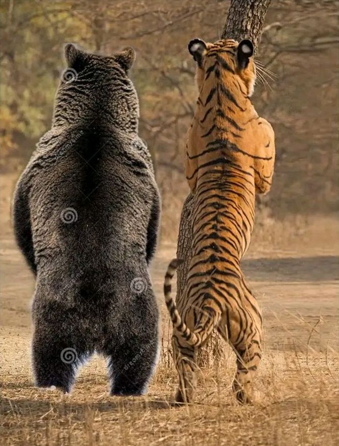 猫科战斗力分析,猫科打不过熊科