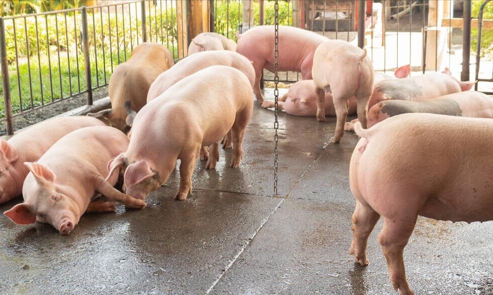 猪传染性胸膜肺炎的治疗与防治,猪传染性胸膜肺炎治疗特效药