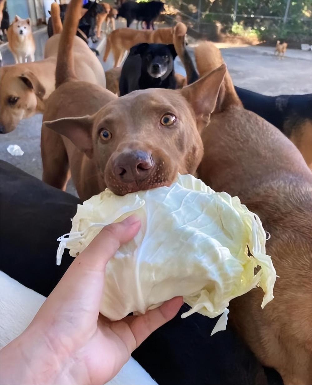 养狗吃什么营养品防止狗生病,养狗喂什么饲料狗狗长得快