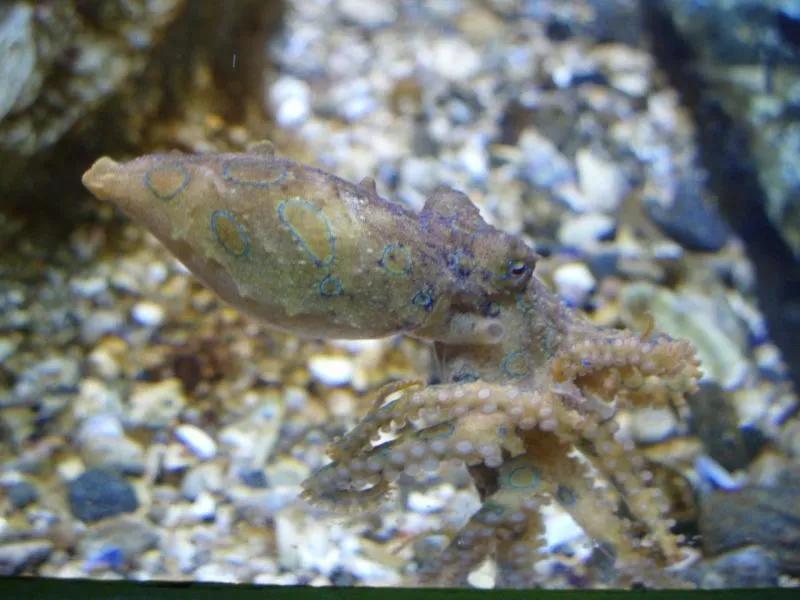 世界十大毒物动物,世界十大毒物排行榜的视频