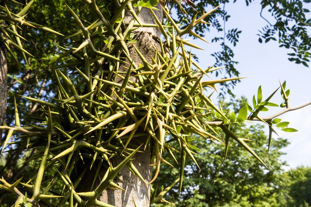 站桩功修炼方法视频,打坐站桩哪个促进修行