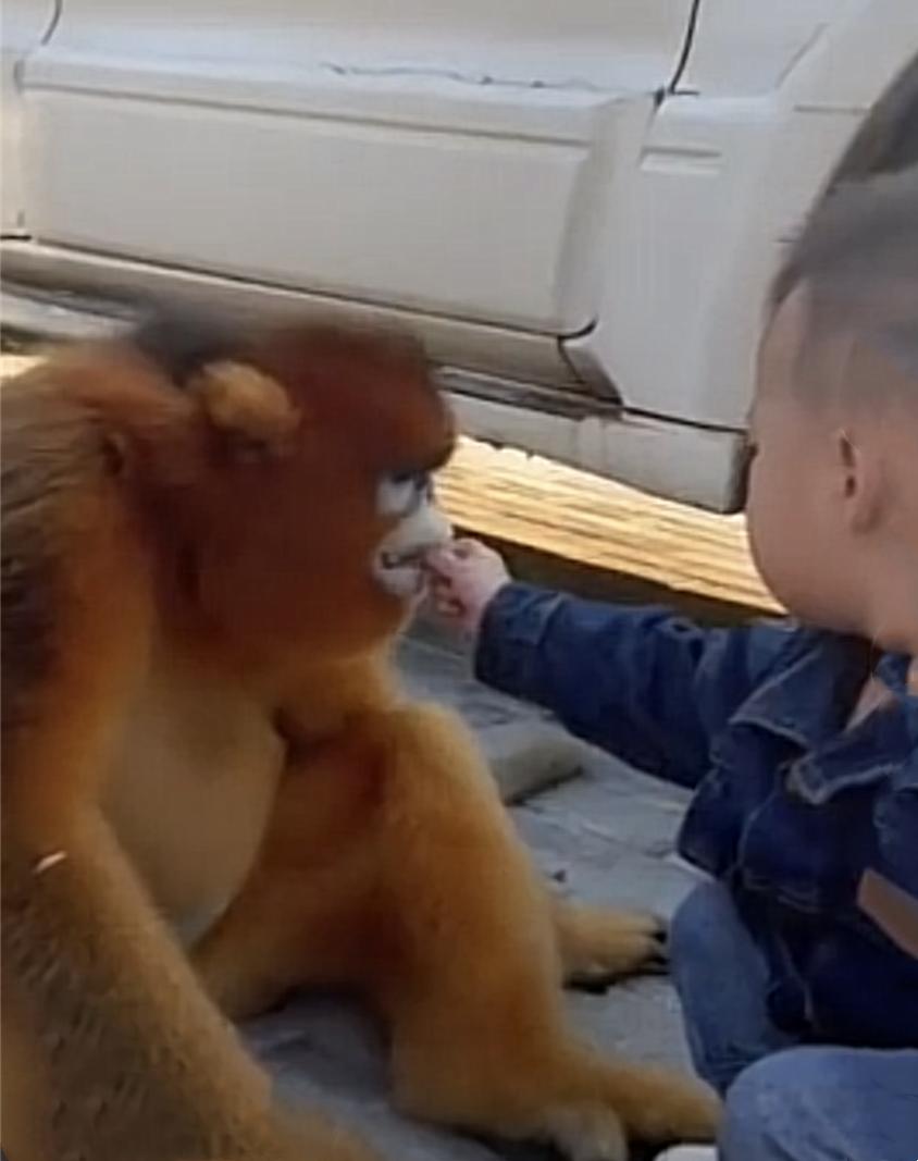 怒江金丝猴和峨眉猴干架,金丝猴遇上峨眉山猴子会发生什么