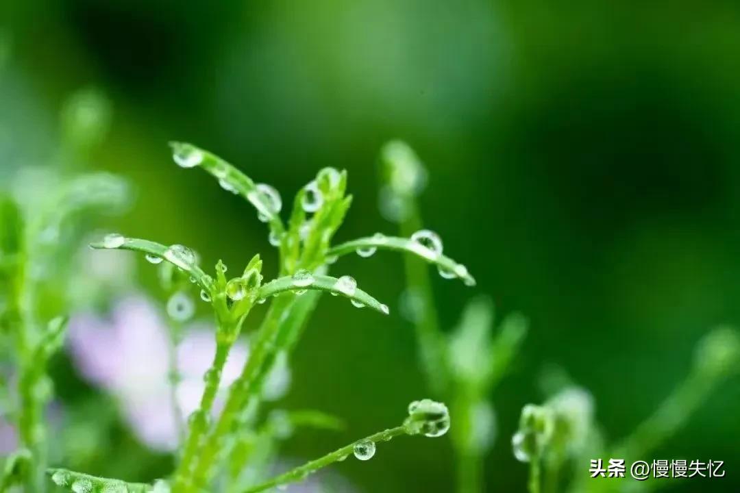 杜甫最经典的15首诗,杜甫的诗最经典的十首