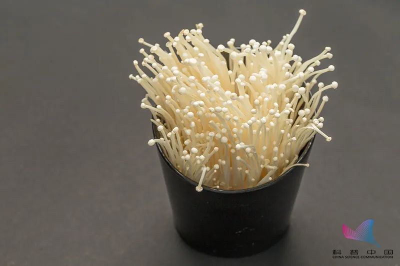 金针菇为什么又叫明天见,金针菇什么时候吃比较好