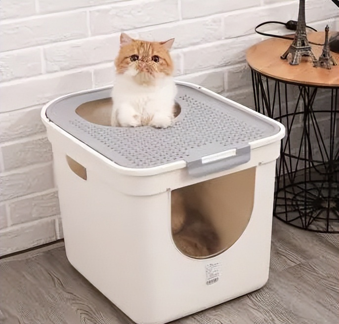 新手养猫不迷路，第一次养猫准备这些就够了