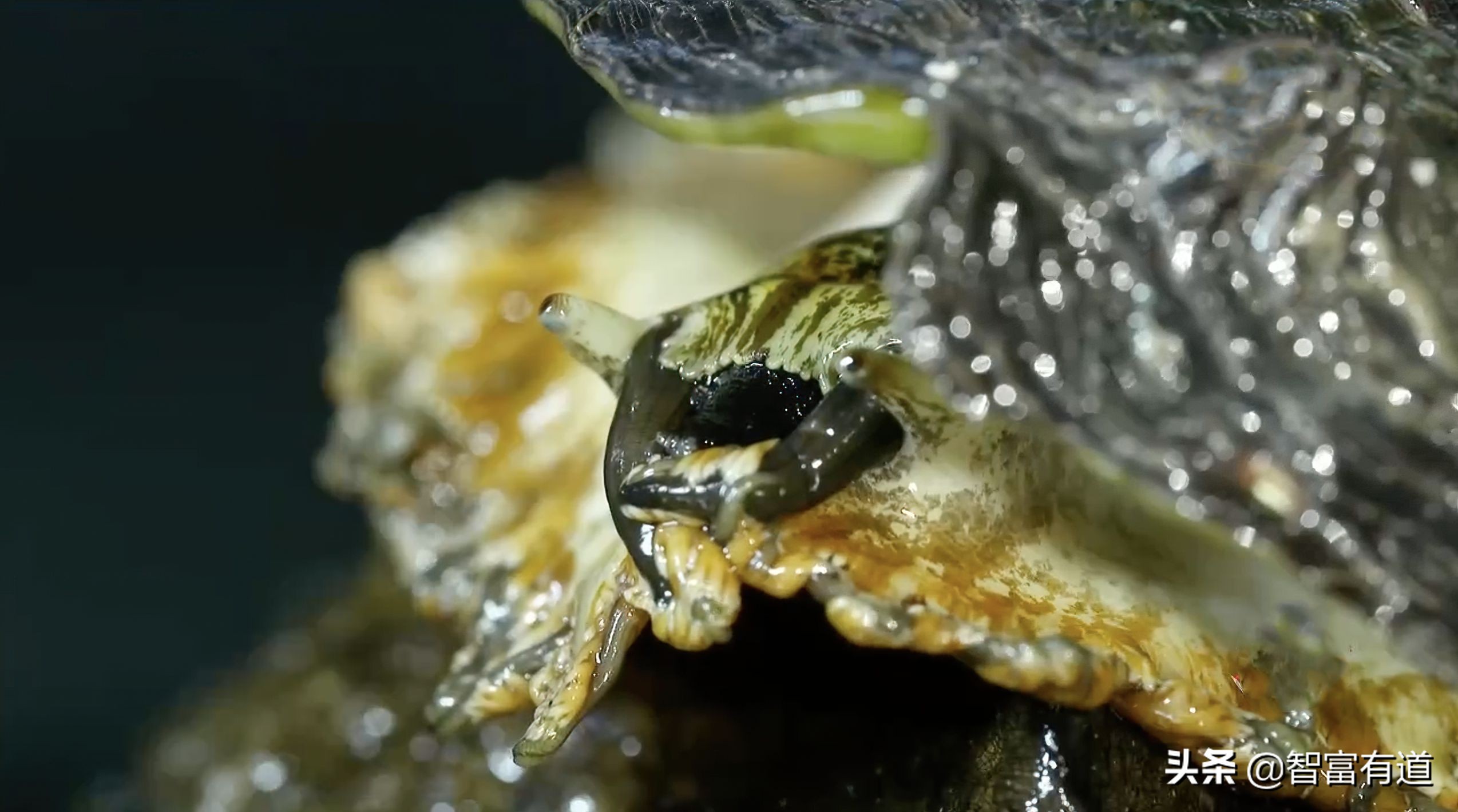 7.8个头的鲍鱼,比头还大的大连鲍鱼