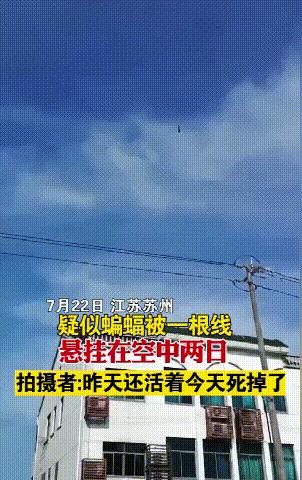 天空出现蝙蝠被挂空中,一蝙蝠疑似被挂在半空中