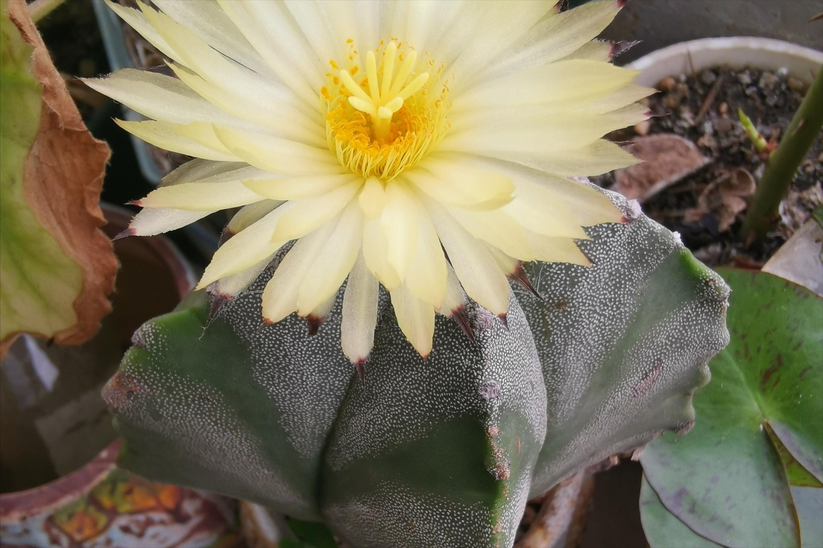净化空气的室内植物哪些好,适合室内空气净化的植物