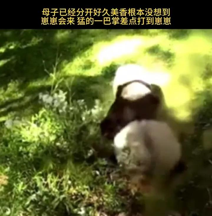 小奇迹得到笋子给妈妈分享,小奇迹得到大竹笋