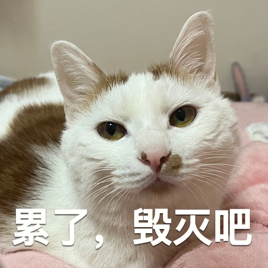 不推荐养的六种猫是哪六种,哪种猫最不好养而且又最好养