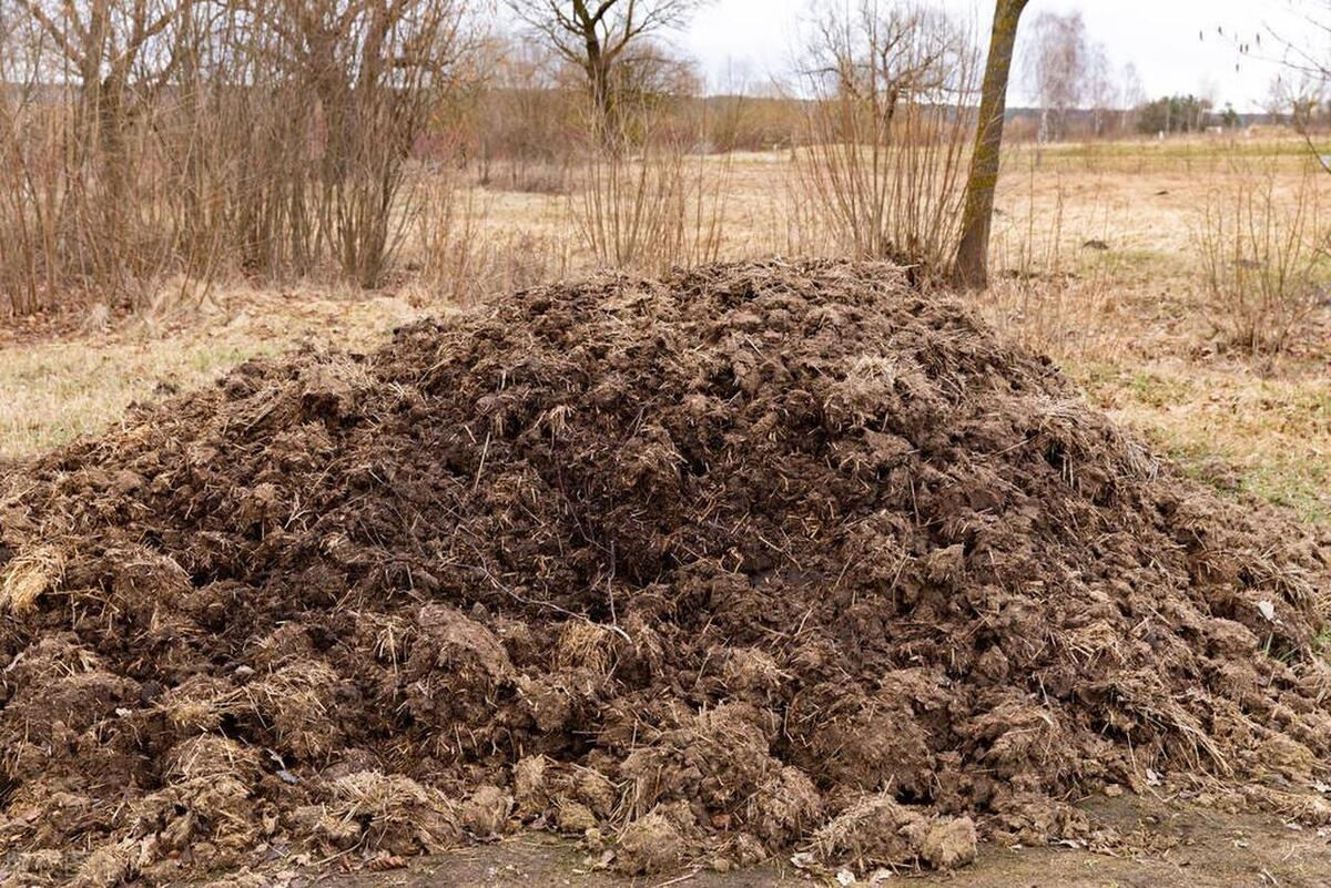 给番茄追肥，别光知道一个劲地用化肥，用这3种农家肥也是挺好的