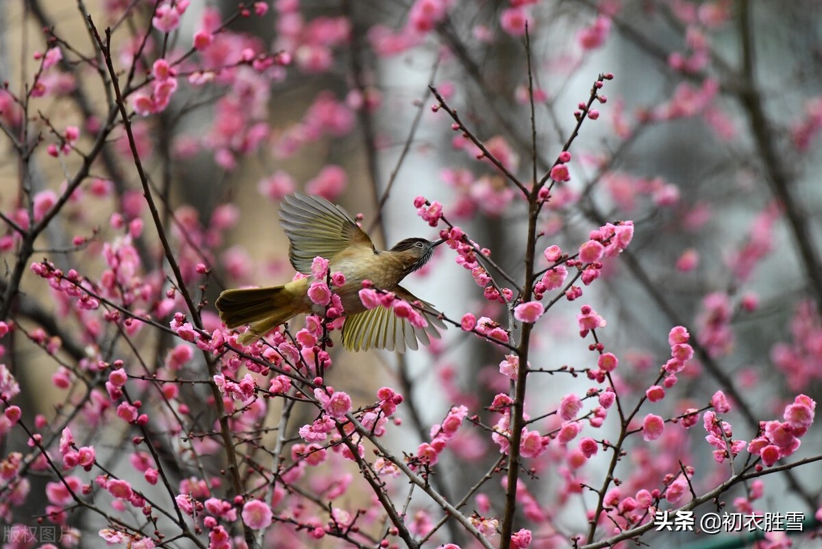 古诗前后两句都带春字,春节的古诗三首简单带有春字