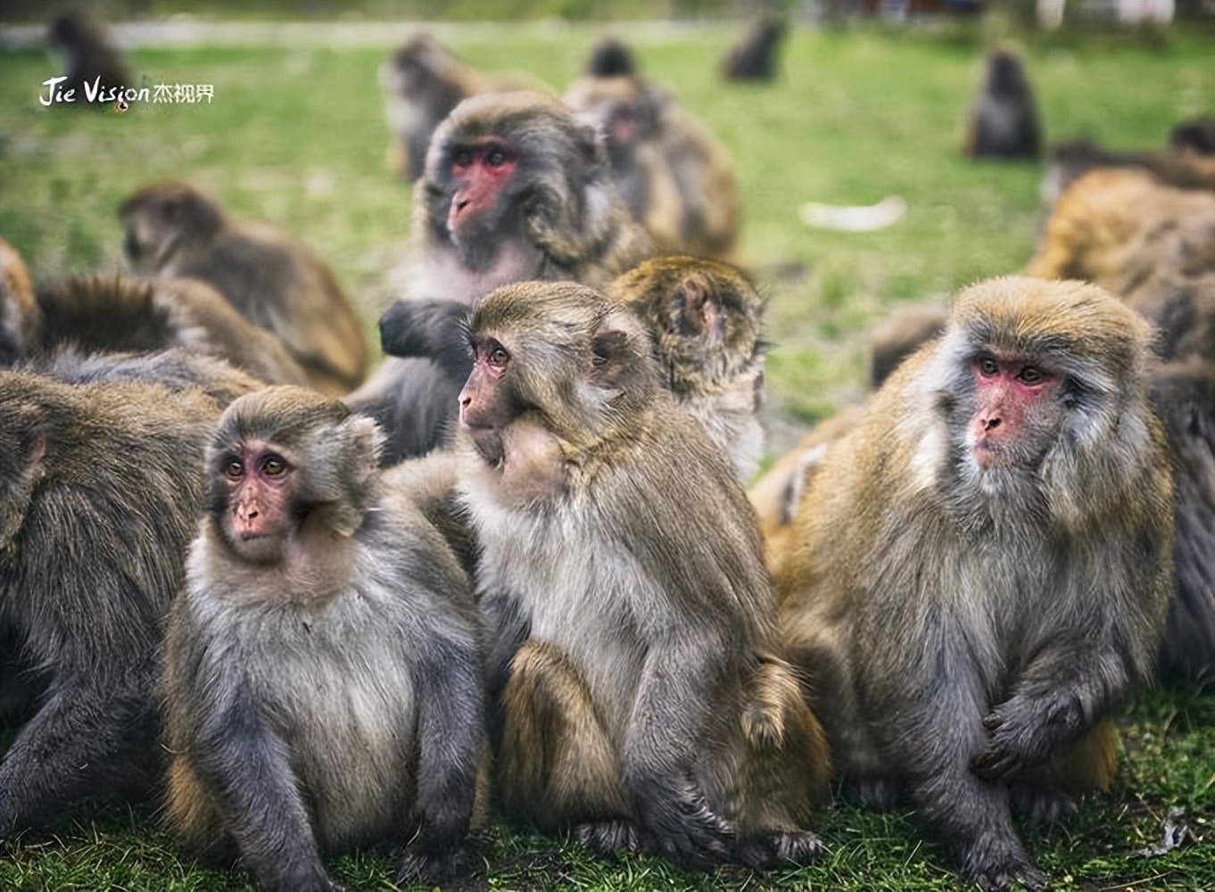 猴崽苦练猴爪功和铁砂掌，随母逃亡八年后竟然一掌成王|故事