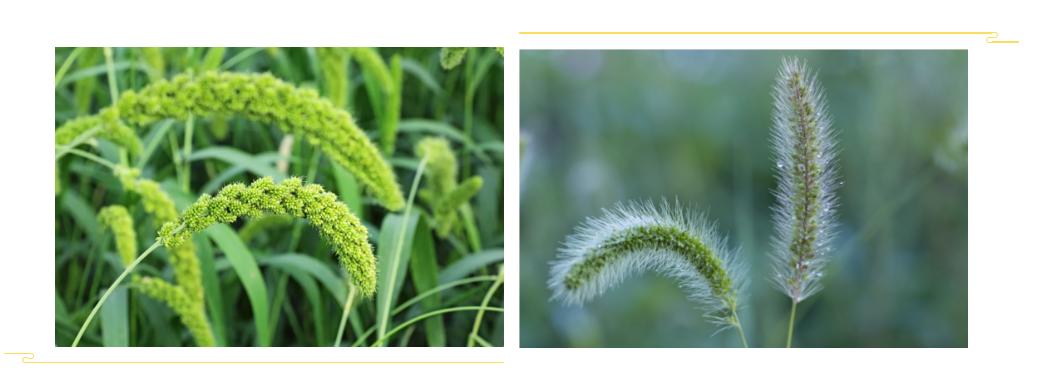 谷子的真实传说,谷子的起源与分类史研究