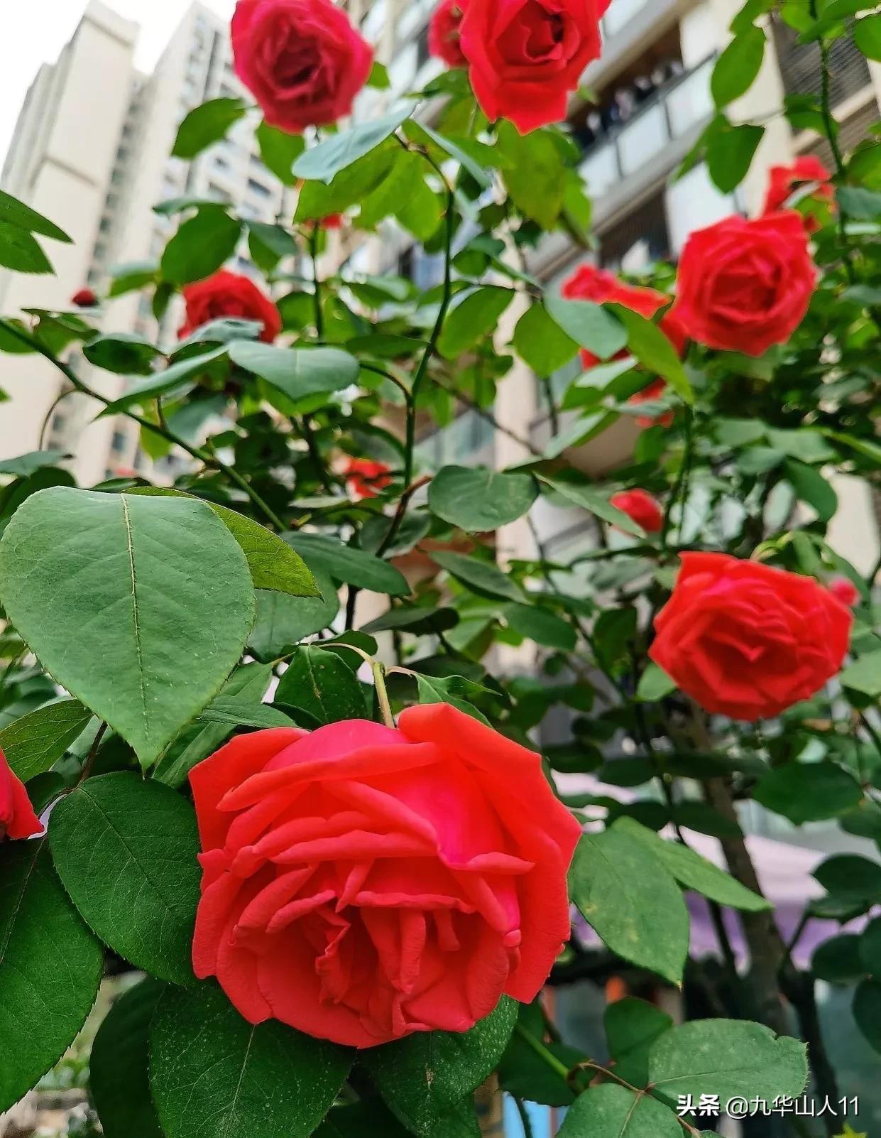 大花浓香勤花的月季品种,大花月季品种介绍大全图片及价格