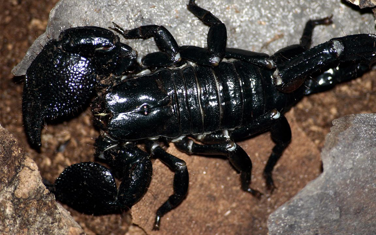 花钱找蝎子蛰，甚至将蝎子当香烟，巴基斯坦人为啥如此钟爱毒蝎子