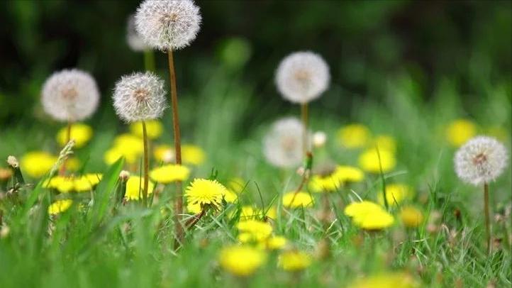 12首关于春风的小诗，浴春风十里，享万般情思