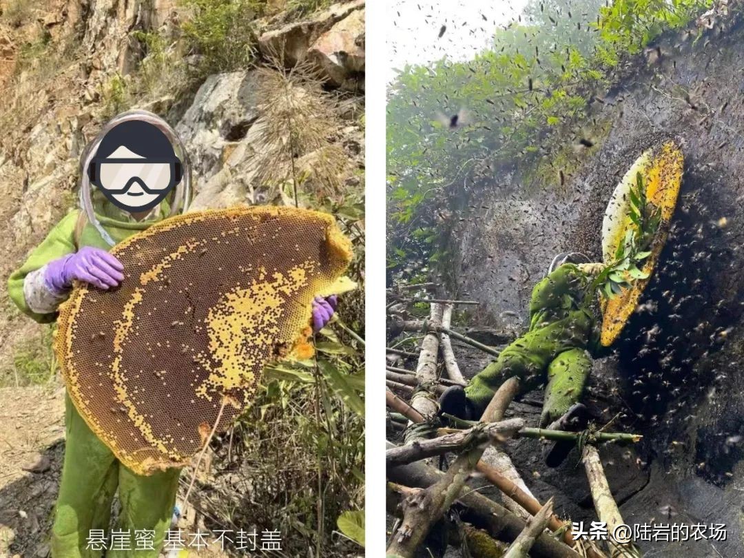 盘点市面五种常见蜂巢