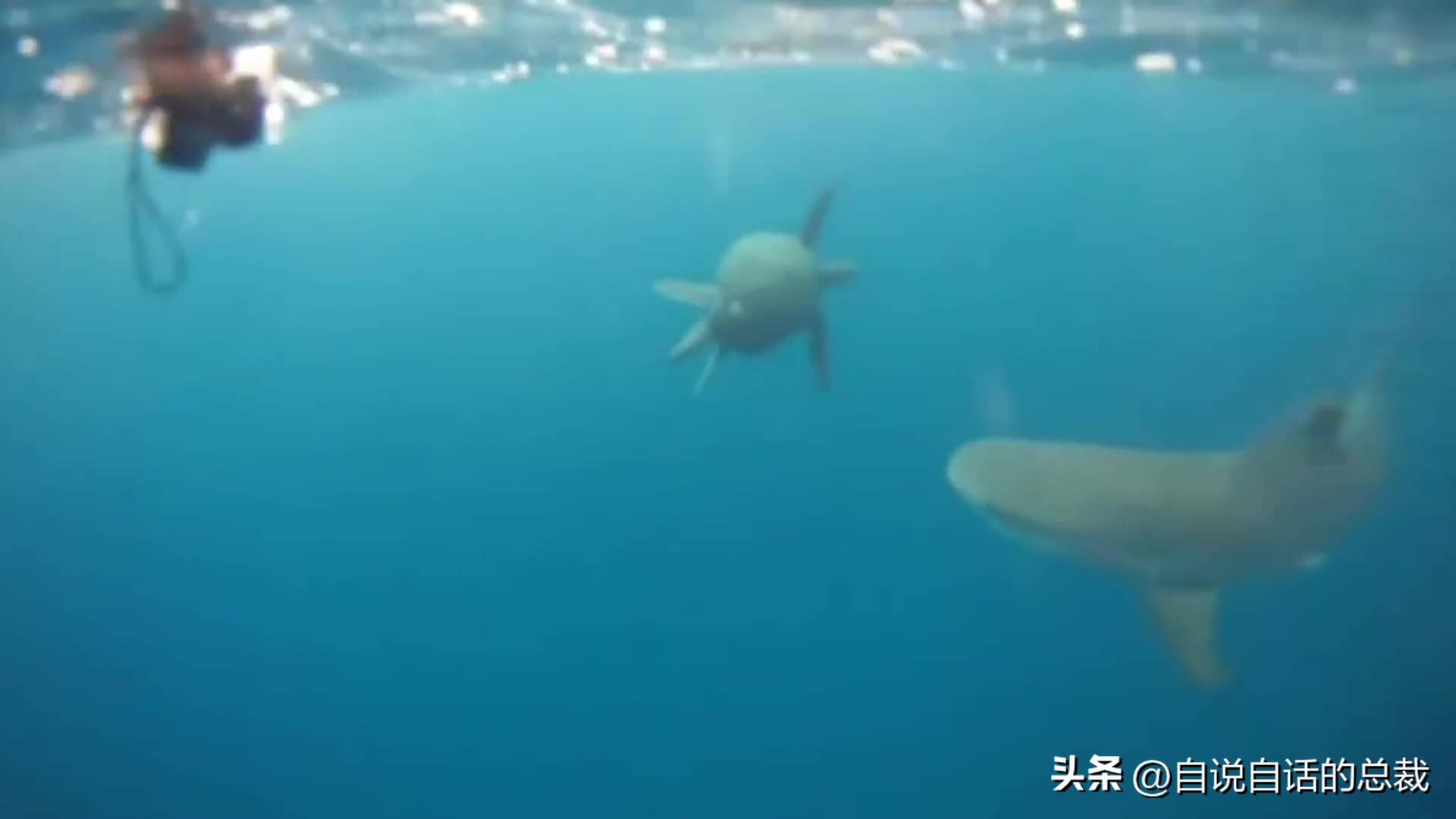 龟蛇大战巨龟视频,罕见别致的龟蛇大战