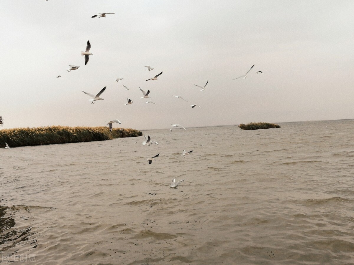 内蒙大草原烤全羊手把肉自驾游,内蒙古旅游蒙古包烤全羊哪里好吃