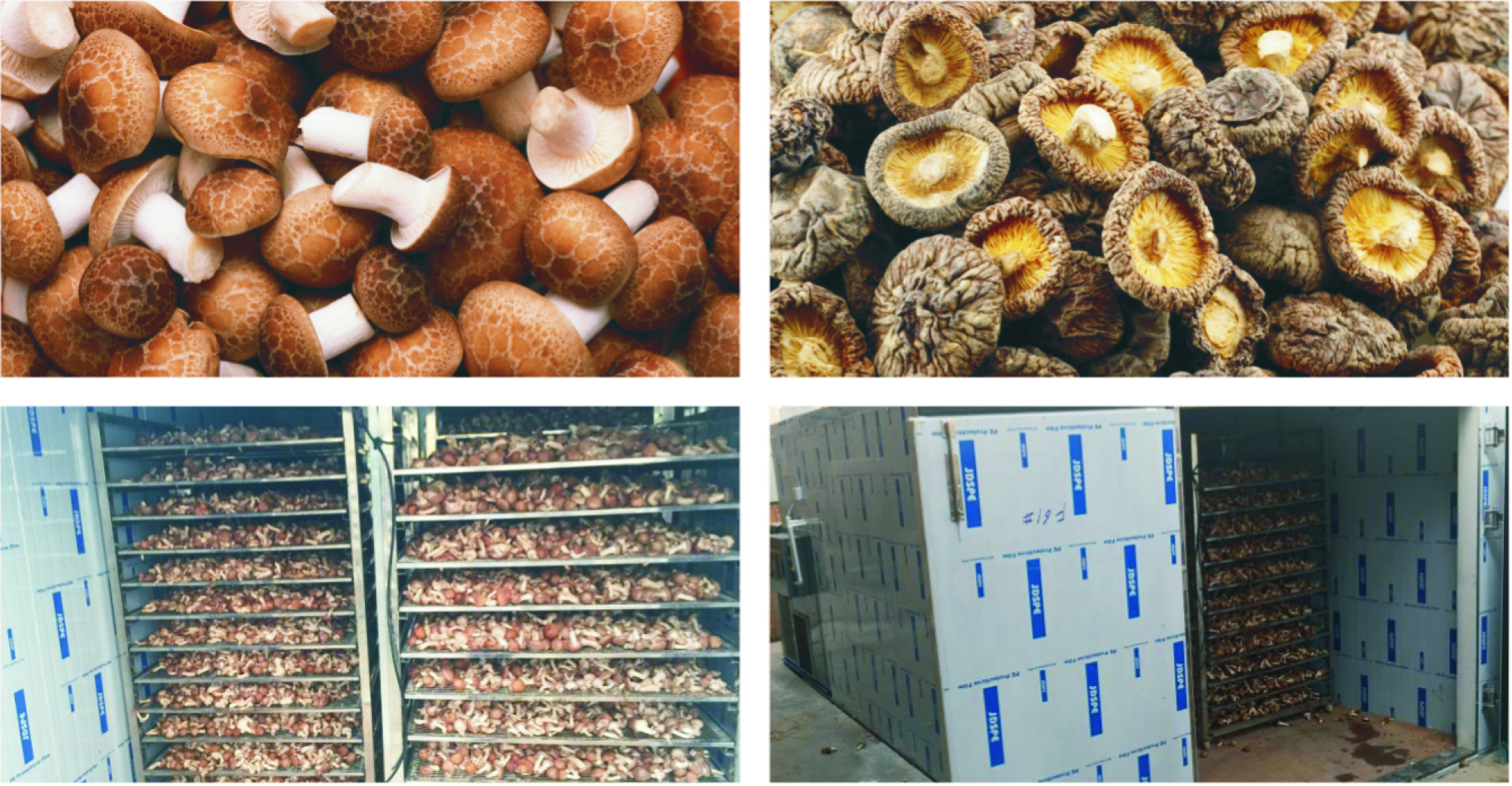 空气能烘干机烘灵芝,空气能烘干机烘香菇