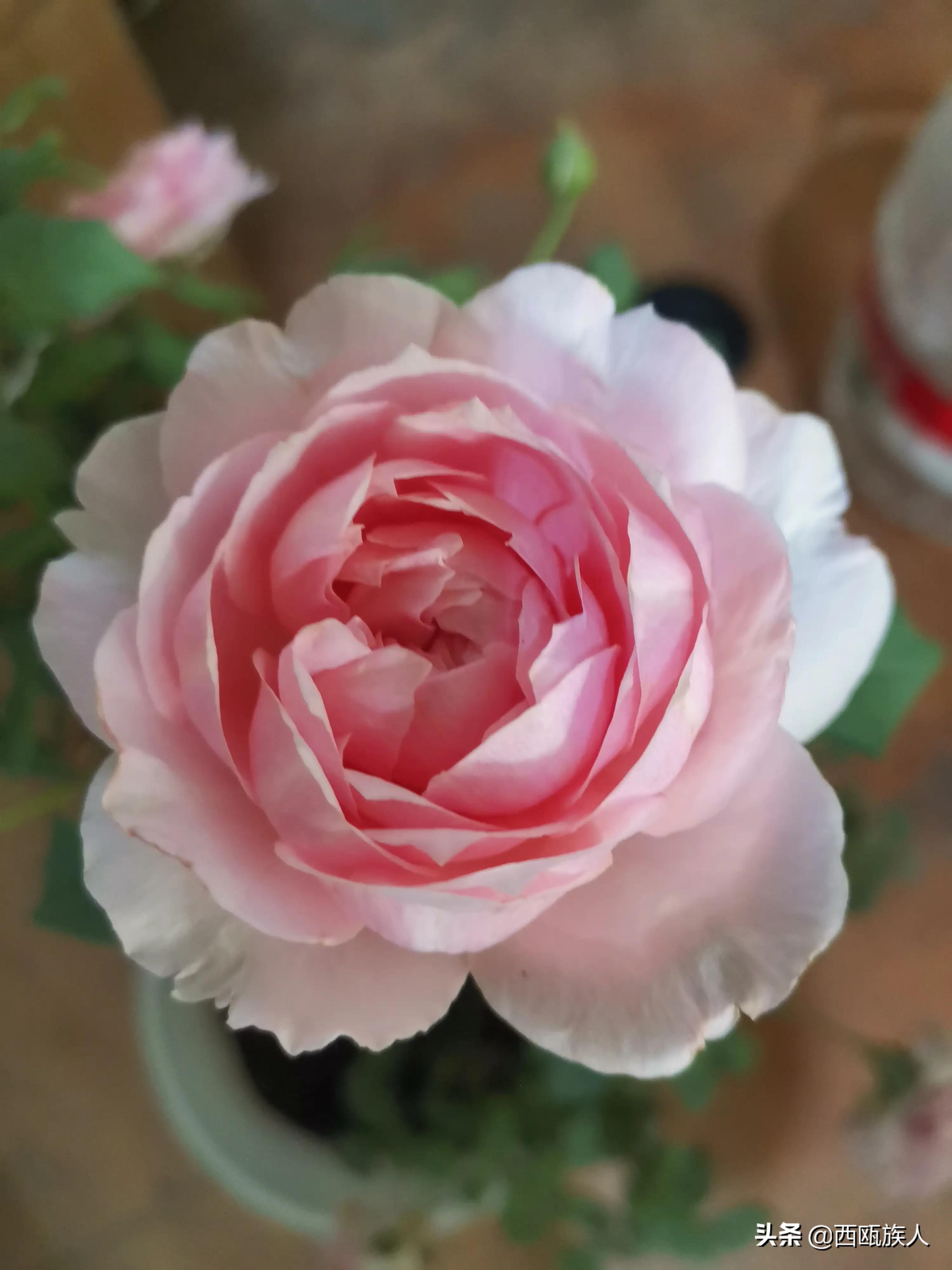 月季花最佳观赏时间,月季花鲜切花养护方法