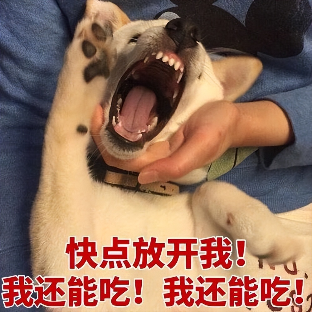 四种可以给狗狗吃的人类食物,推荐7种狗狗可以吃的食物