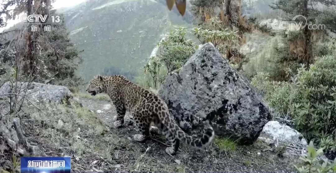 鐚墍鏈夊搧绉嶅叏瀹剁,鐚叏瀹剁